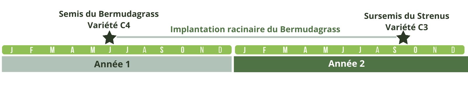 Calendrier d'implantation du Strenus et du cynodon dactylon